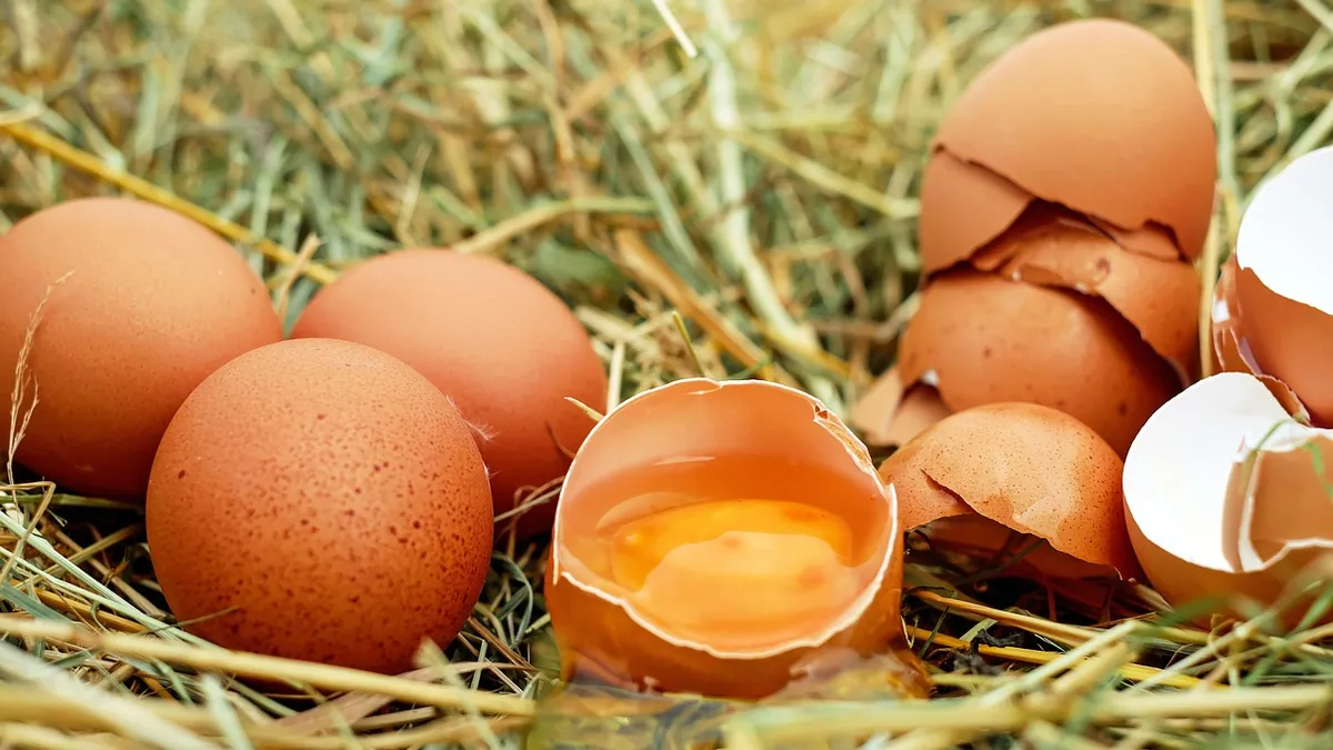 Can Dogs Eat Eggshells? Calcium, Salmonella, and Safe Amounts