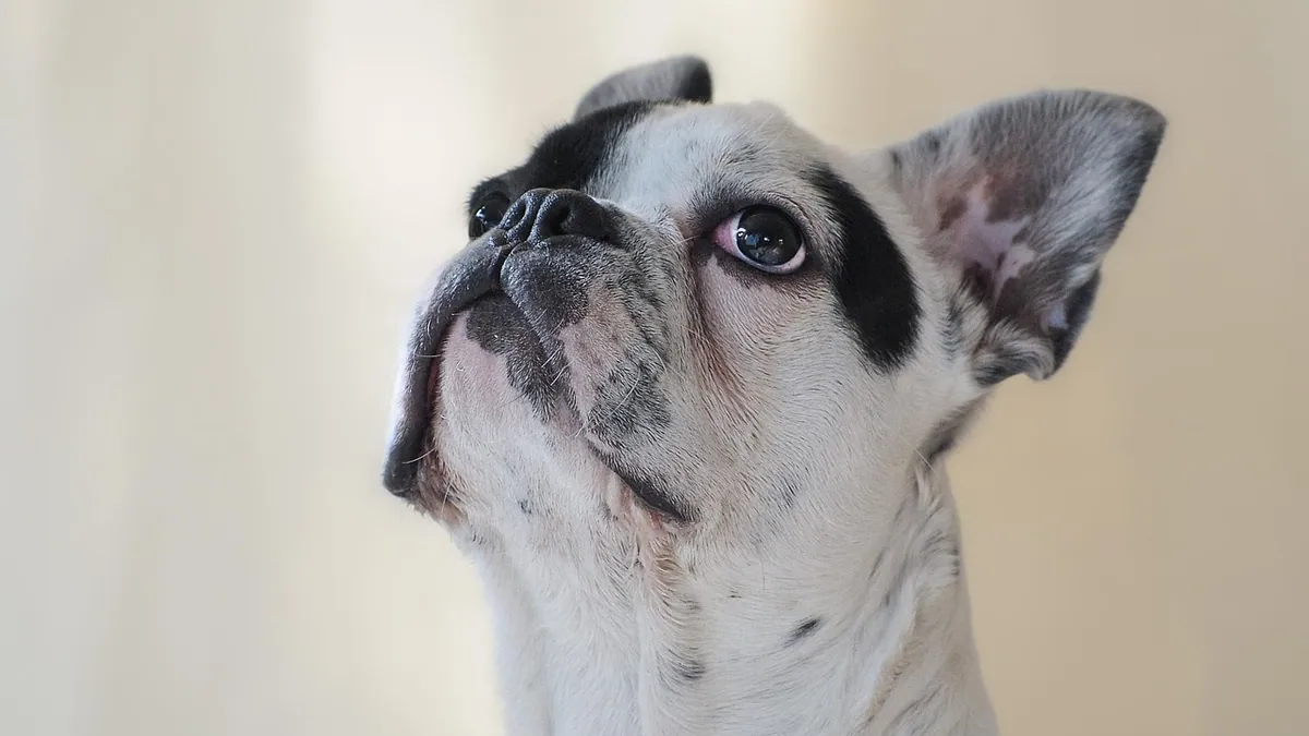 Can Dogs Eat French Fries? Fast-Food Risks and Safer Options