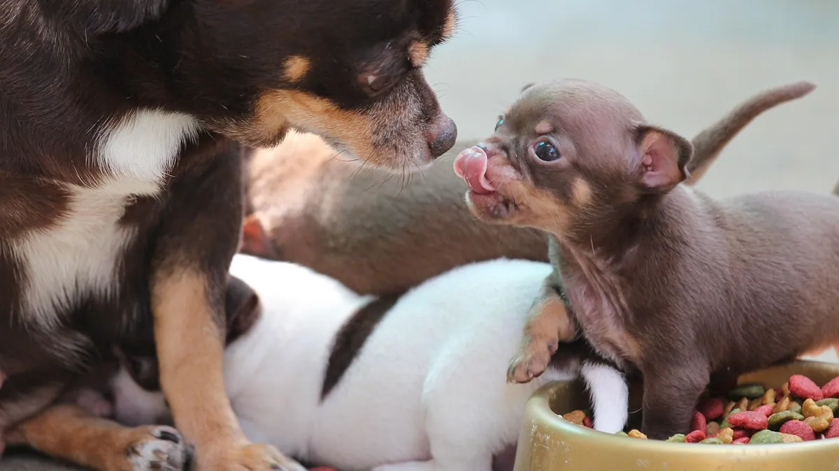 Can Dogs Eat Gelatin? Powder, Gummies, and Joint Health