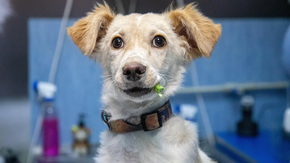 Can Dogs Eat Goldfish Crackers? Risks and Safer Treats