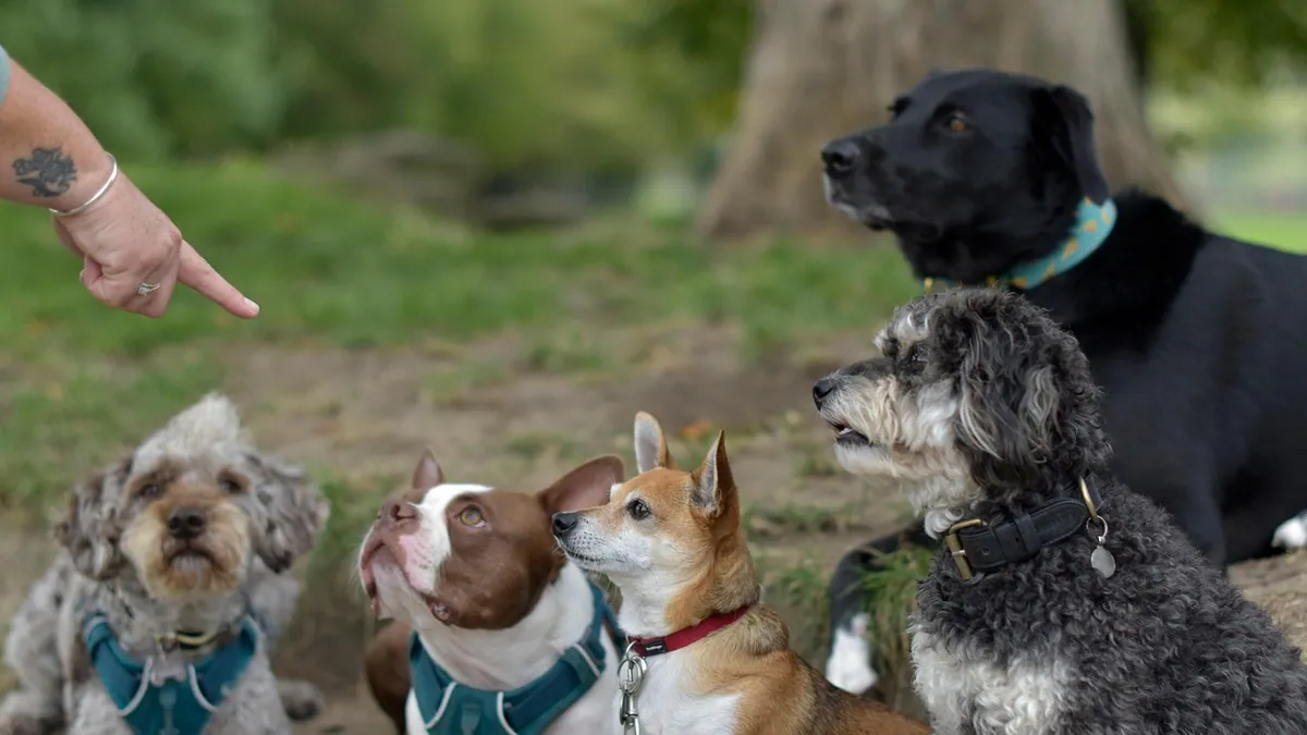 Can Dogs Eat Graham Crackers or Peanut Butter Crackers?