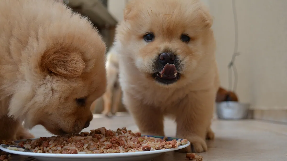 Can Dogs Eat Gravy and Mashed Potatoes? Safety Guide