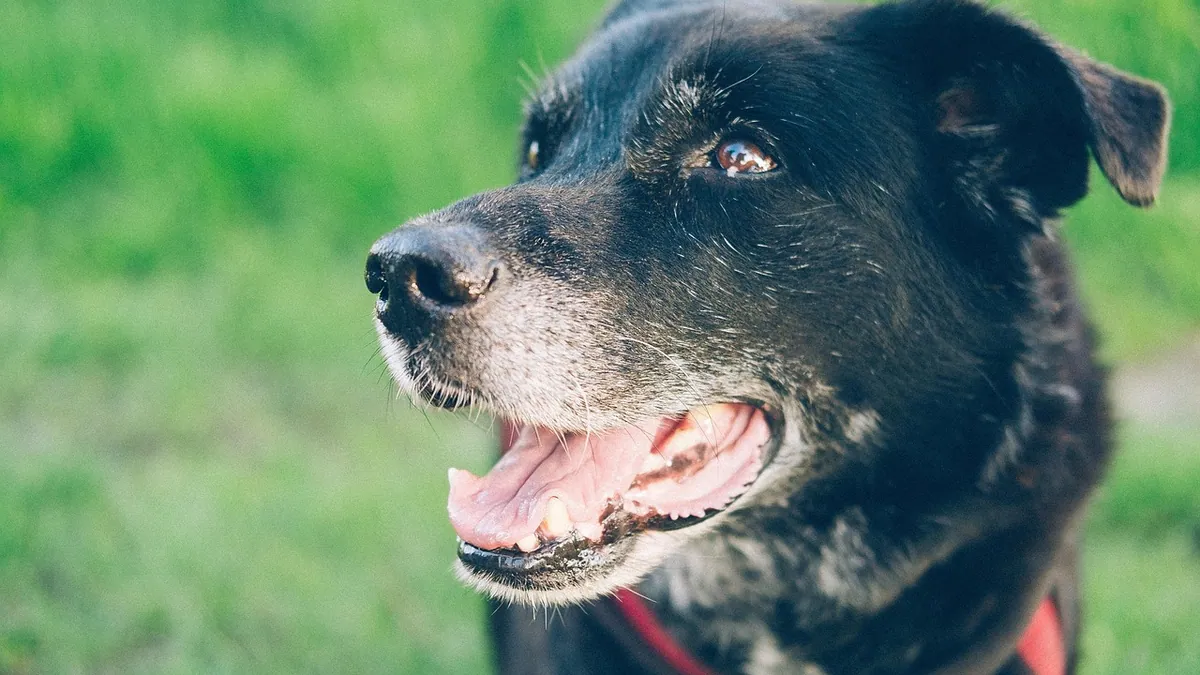 Can Dogs Eat Ham? Sodium, Fat, and Bone Risks