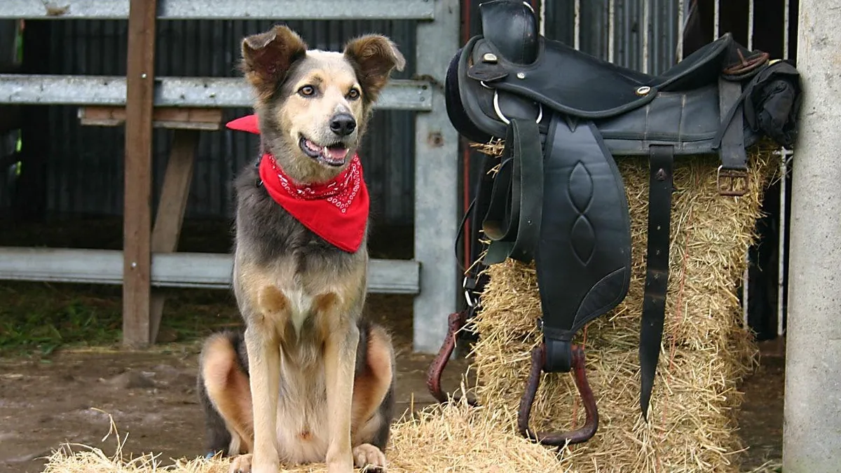Can Dogs Eat Hay? Safety and Risks for Puppies