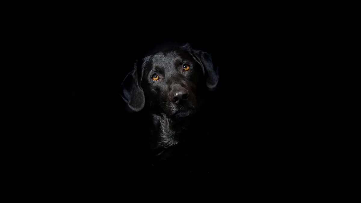 Can Dogs Eat Jalapenos? Spice, GI Upset, and Safety
