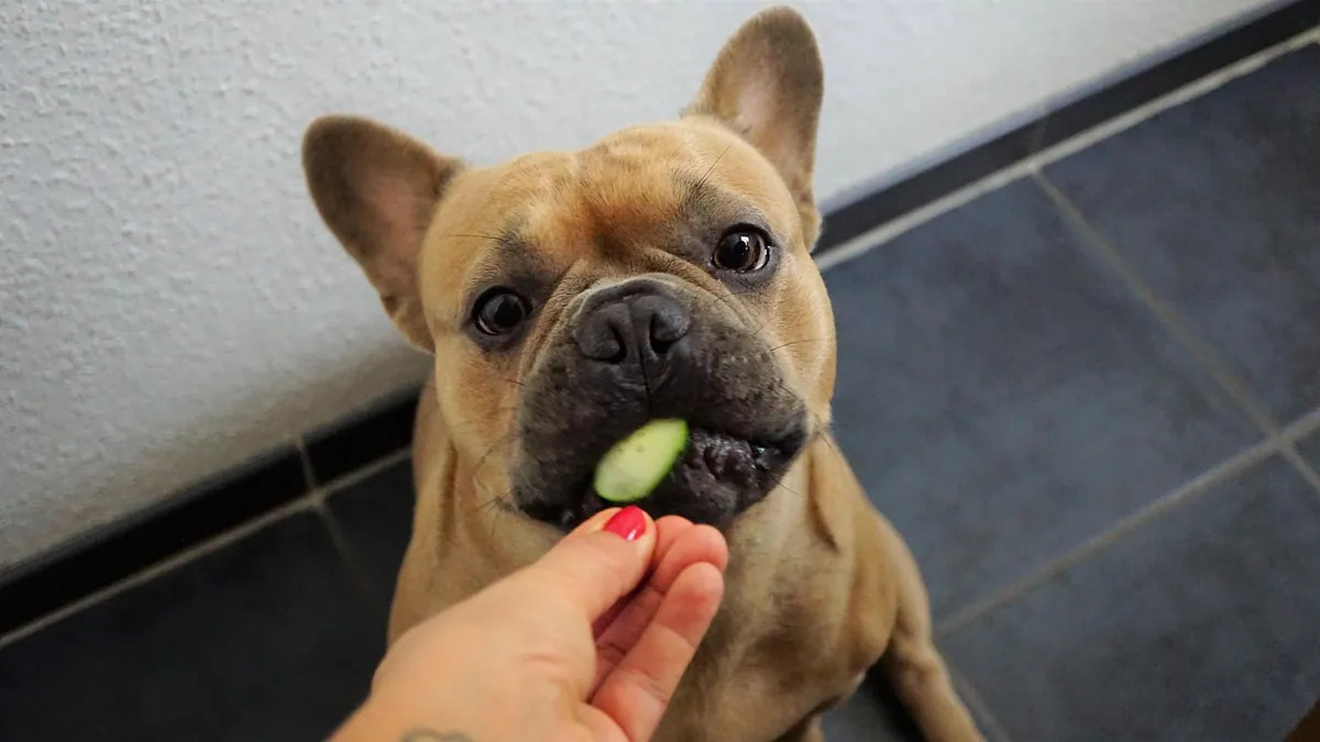Can Dogs Eat Kale? Leaves, Stalks, and Daily Limits