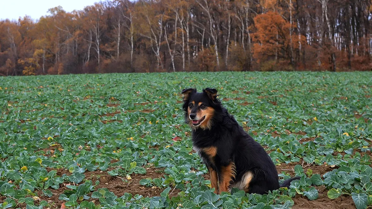Can Dogs Eat Kohlrabi? Leaves, Skin, and Serving Tips