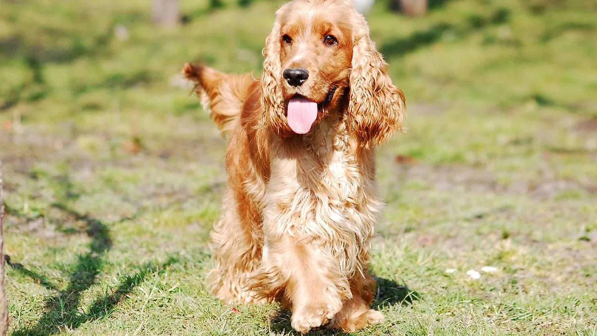 Can Dogs Eat Lentils and Chickpeas Together? Legume Safety