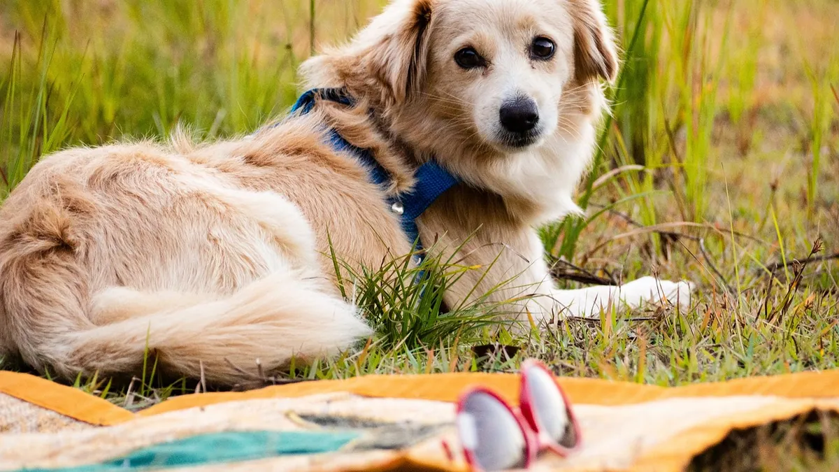 Can Dogs Eat Lobster? Shells, Butter, and Safety