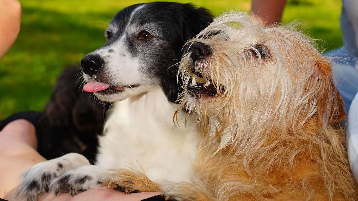 Can Dogs Eat Marshmallows? Sugar and Xylitol Risks
