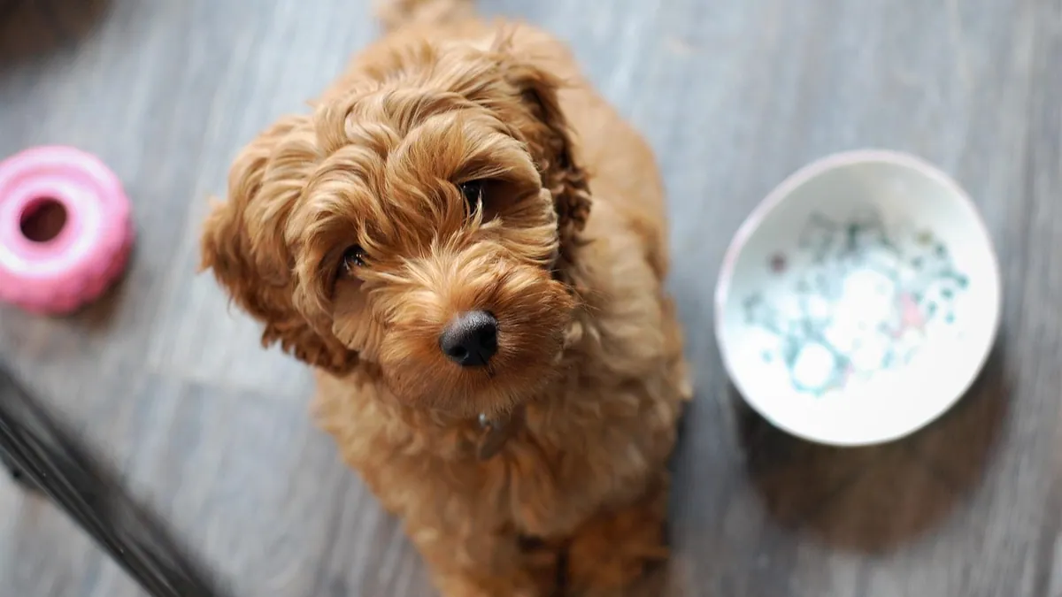 Can Dogs Eat Mealworms? Dried, Dead, and Live Risks