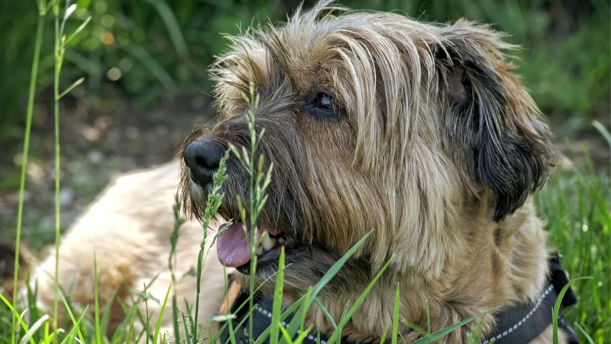 Can Dogs Eat Mint? Ice Cream, Candy, and Gum Risks