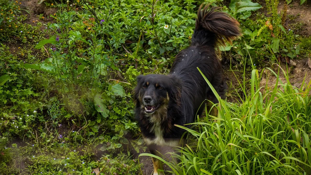 Can Dogs Eat Oregano? Leaves, Oil, and Seasoning