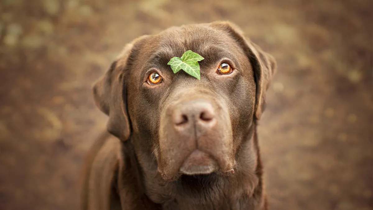 Can Dogs Eat Parsley? Leaves, Stems, and Daily Limits