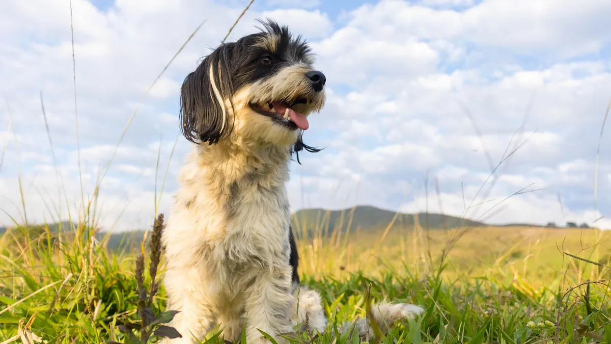Can Dogs Eat Peppermint? Leaves, Candy, and Safety