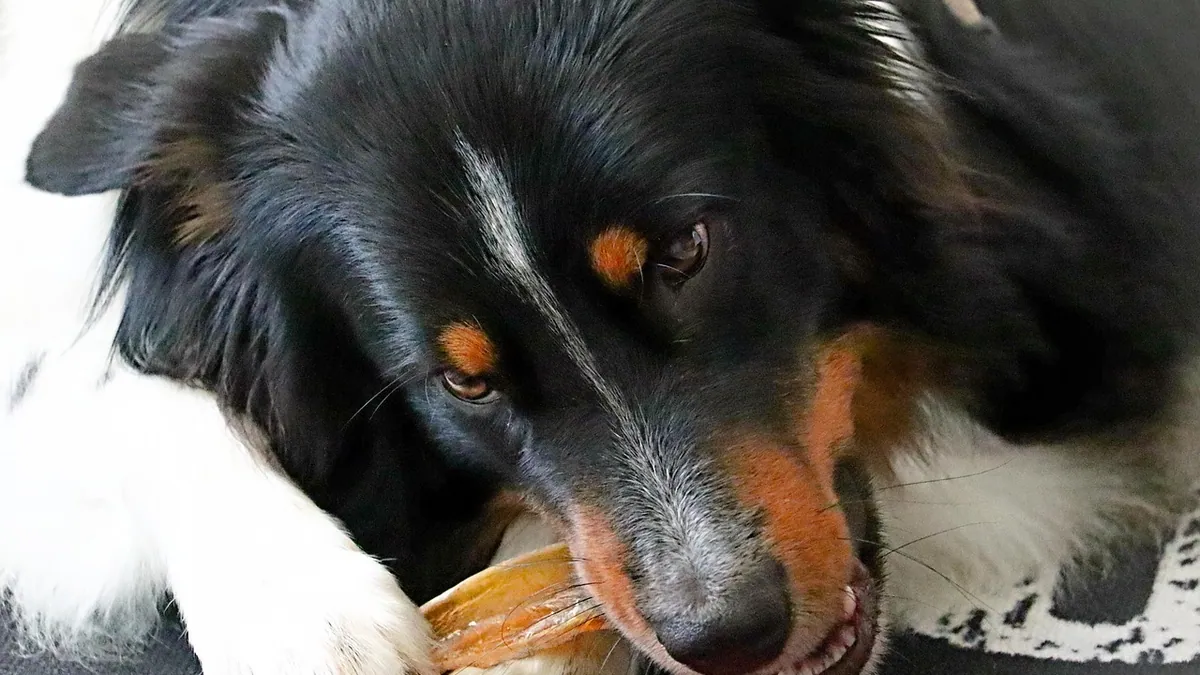 Can Dogs Eat Pig Ears? Raw, Cooked, and Daily Limits