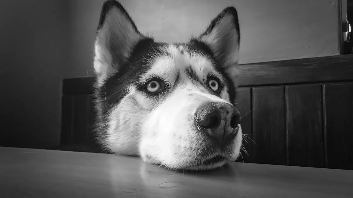 Can Dogs Eat Pizza Rolls or Raw Pizza Dough?