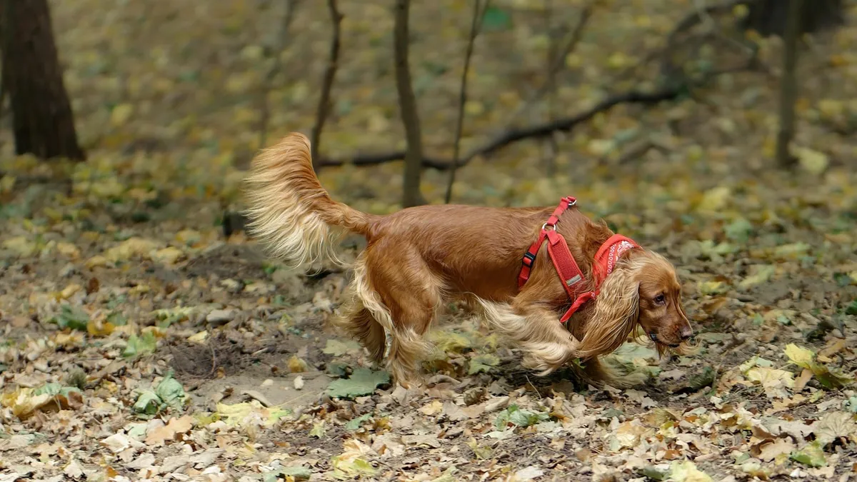 Can Dogs Eat Plain Bagels? Safety and Serving Tips