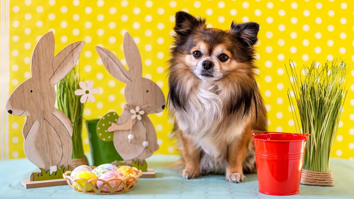 Can Dogs Eat Quail Eggs? Raw and Shell Safety