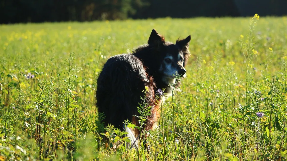 Can Dogs Eat Radishes? Raw, Cooked, and Leaf Safety