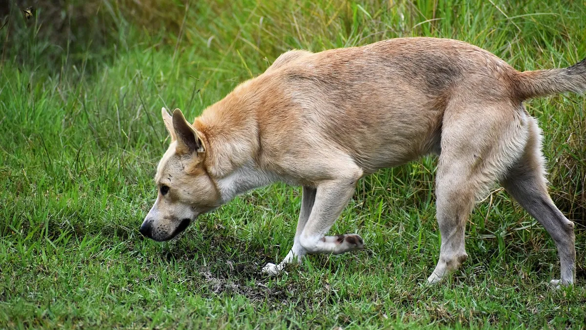 Can Dogs Eat Rosemary? Seasoning, Extract, and Garlic