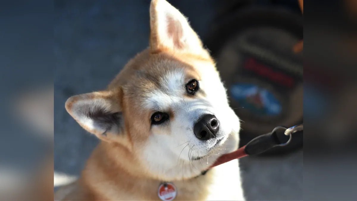 Can Dogs Eat Sardines in Water? Bones, Brine, and Salt