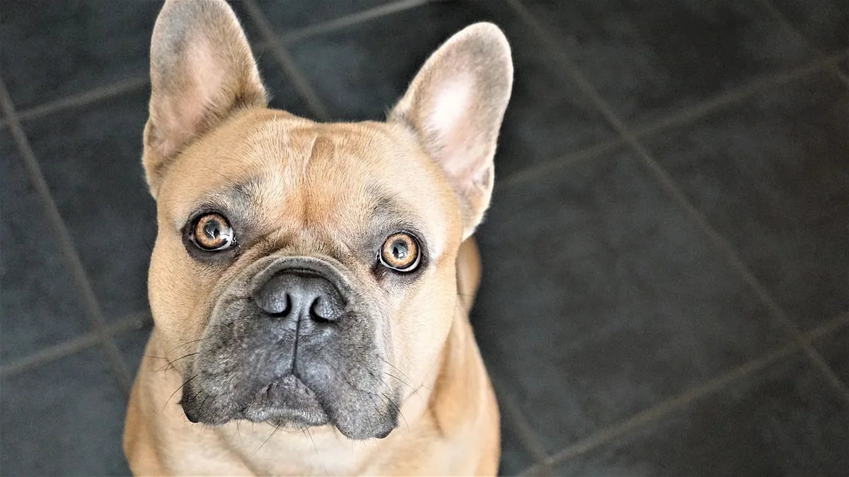 Can Dogs Eat Soy Sauce? Sodium and Onion Warnings