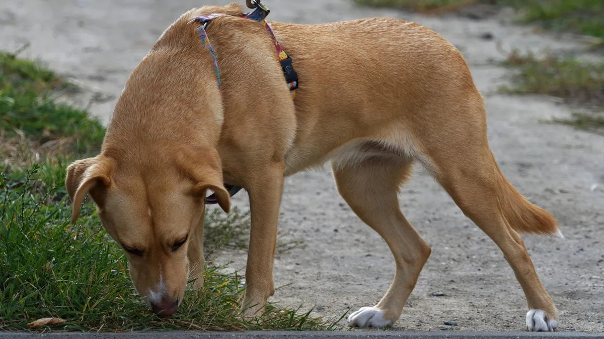 Can Dogs Eat Spam? Sodium, Fat, and Safety Limits