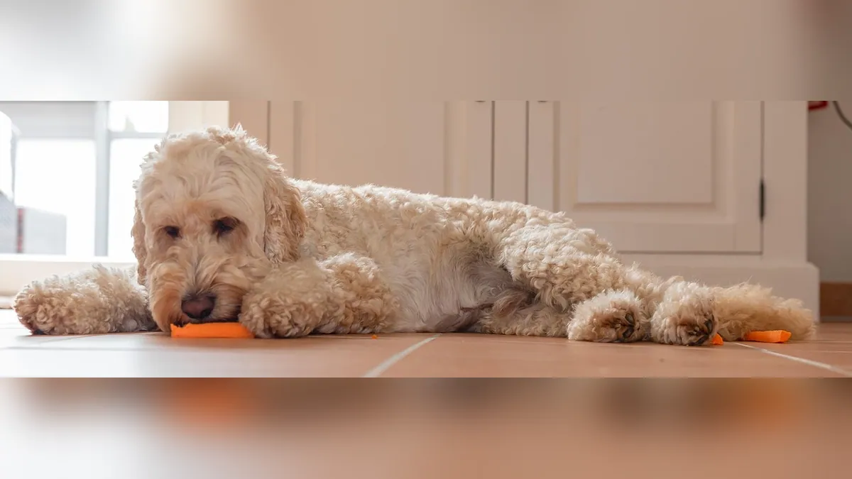 Can Dogs Eat Turkey Bacon? Sodium and Fat Risks