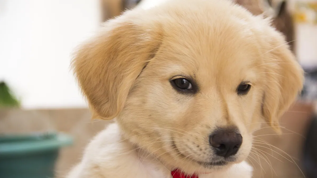 Can Dogs Eat Vanilla Ice Cream? Lactose, Sugar, and Xylitol