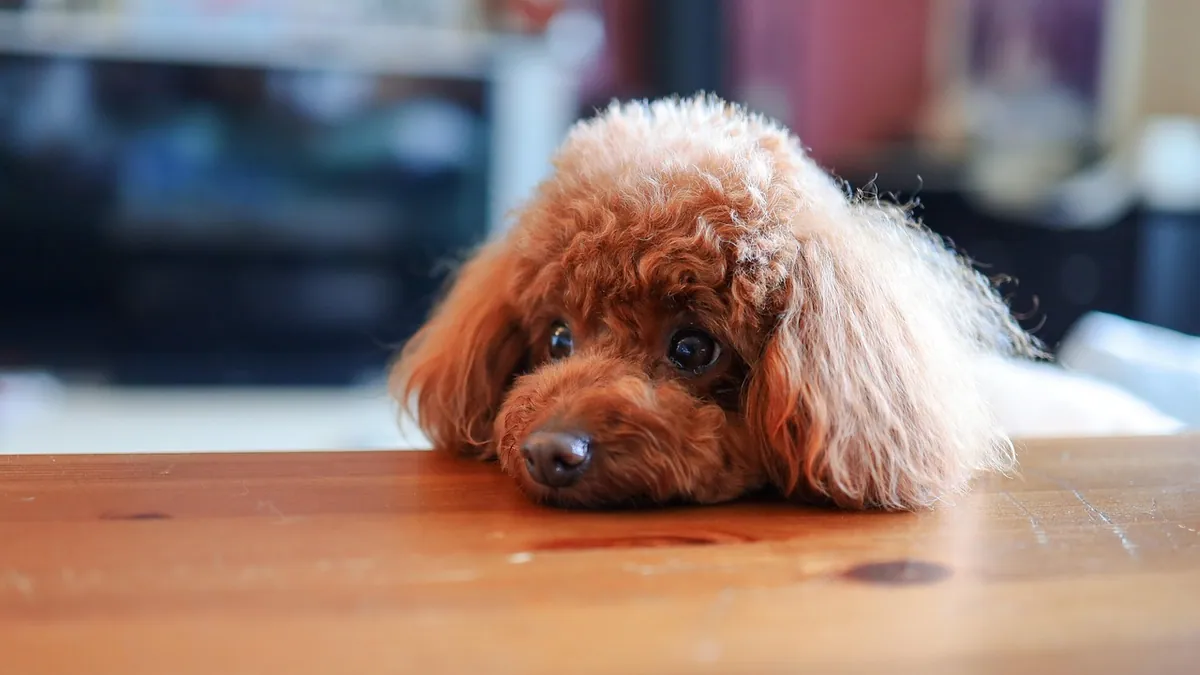Can Dogs Eat Wine Corks, Cheese, or Sauce? Alcohol Risks