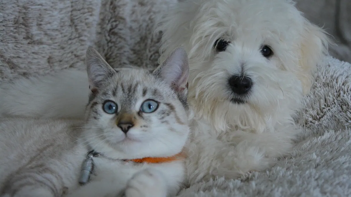 Can Dogs Get FIV or FIP? Why These Cat Viruses Don't Affect Dogs