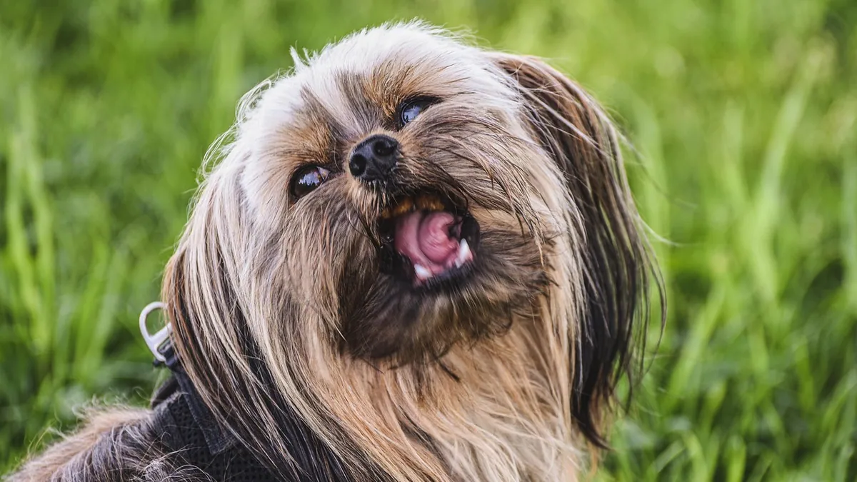Can Dogs Have Antlers to Chew? Risks and Safe Alternatives