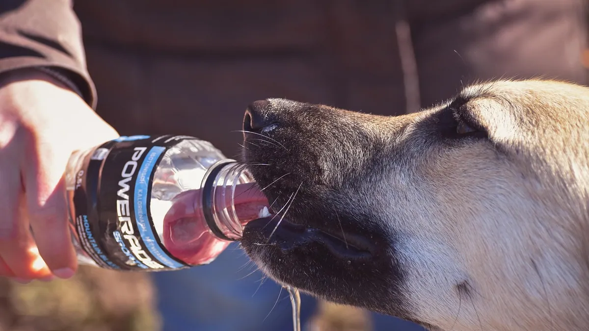Can Dogs Have Bone Broth? Safety and Additives
