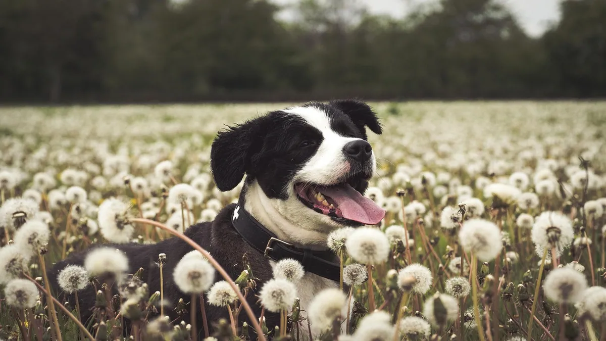Can Dogs Have Dandelion Root? Powder and Tincture Safety