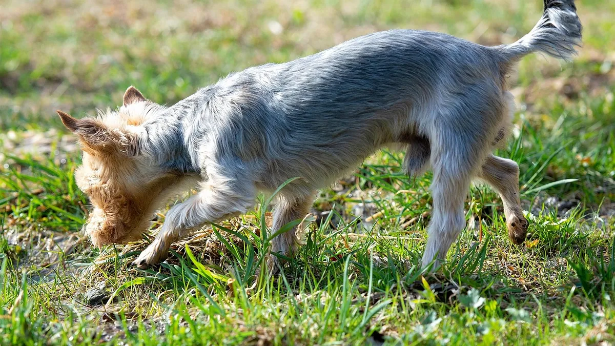 Can Dogs Have Kombucha? SCOBY, Tea, and Safety Risks