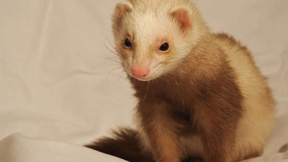 Can Ferrets Eat Cat Food? What's Safe and What's Not