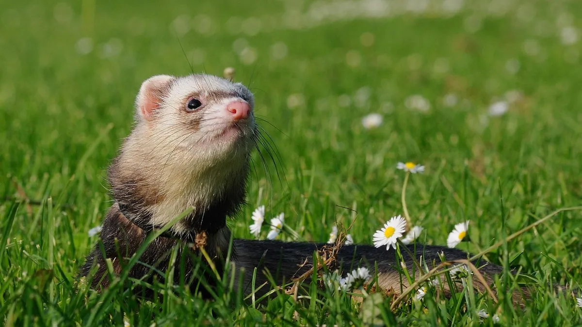 Can Ferrets Eat Chicken? Raw, Cooked, and Fried