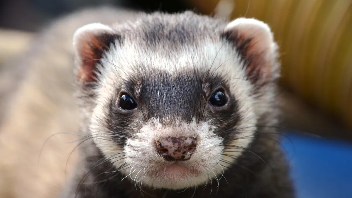Can Ferrets Eat Dog Food? Risks and Emergency Options