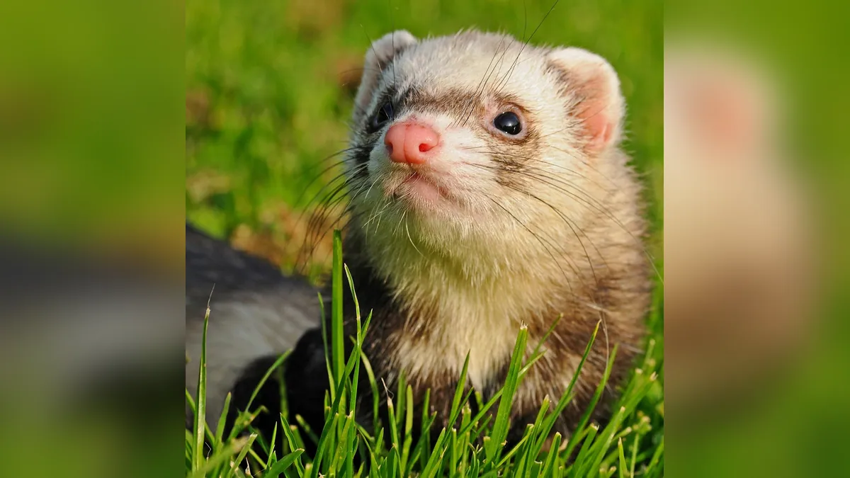 Can Ferrets Eat Eggs? Raw, Scrambled, and Boiled