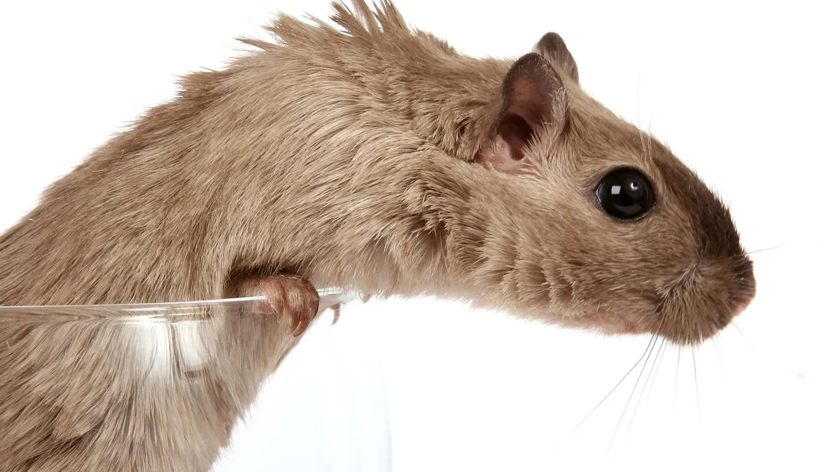 Can Gerbils Climb? Climbing and Enrichment Needs