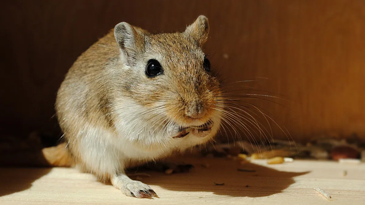 Can Gerbils Eat Guinea Pig or Hamster Food?