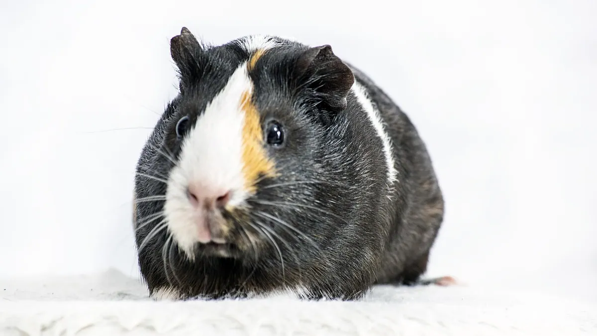 Can Guinea Pigs Eat Blueberries and Other Berries?