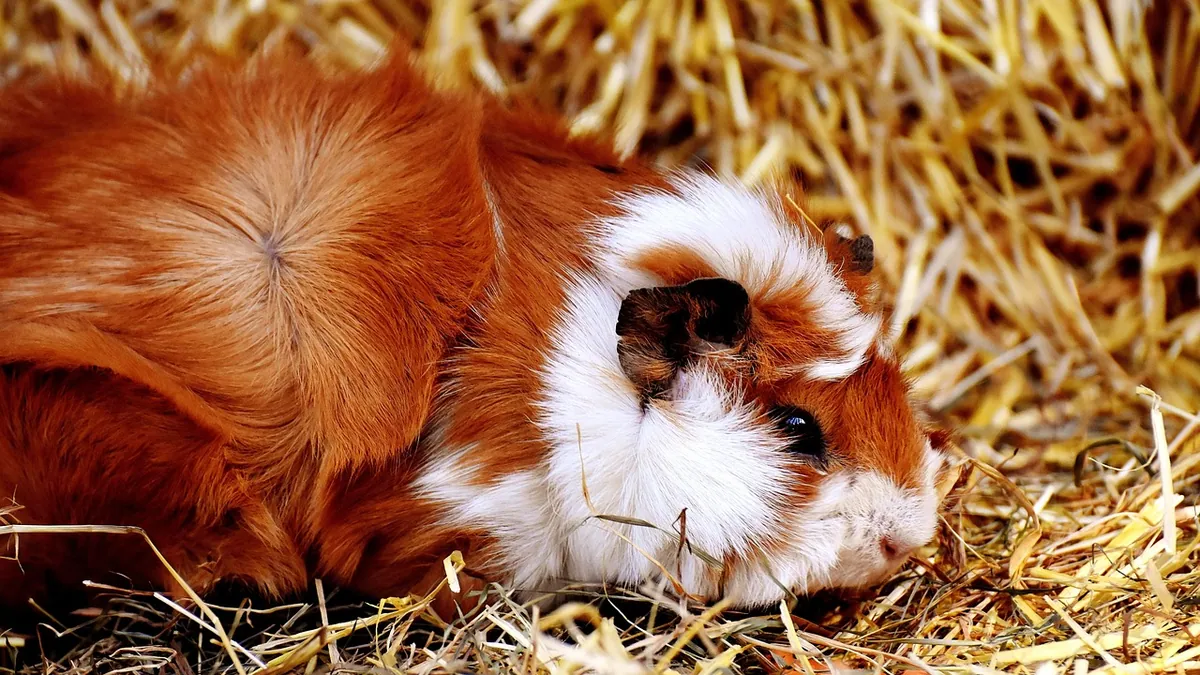 Can Guinea Pigs Eat Cabbage?