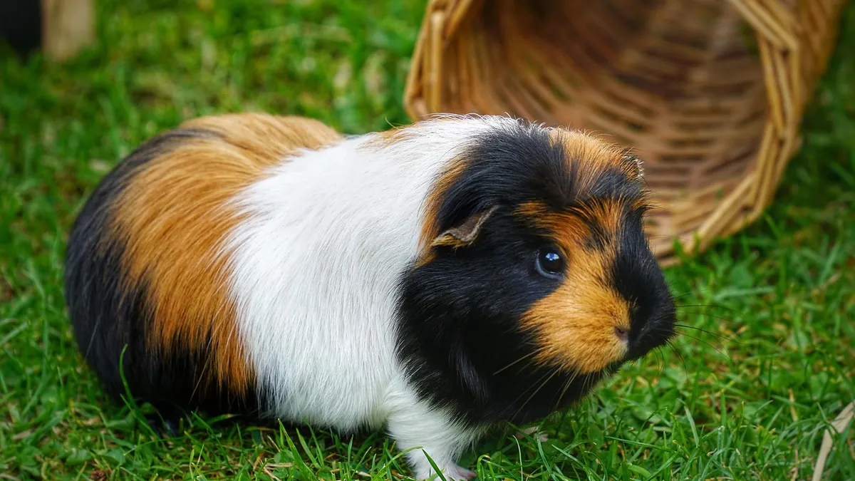 Can Guinea Pigs Eat Jicama? Safe Feeding Guide