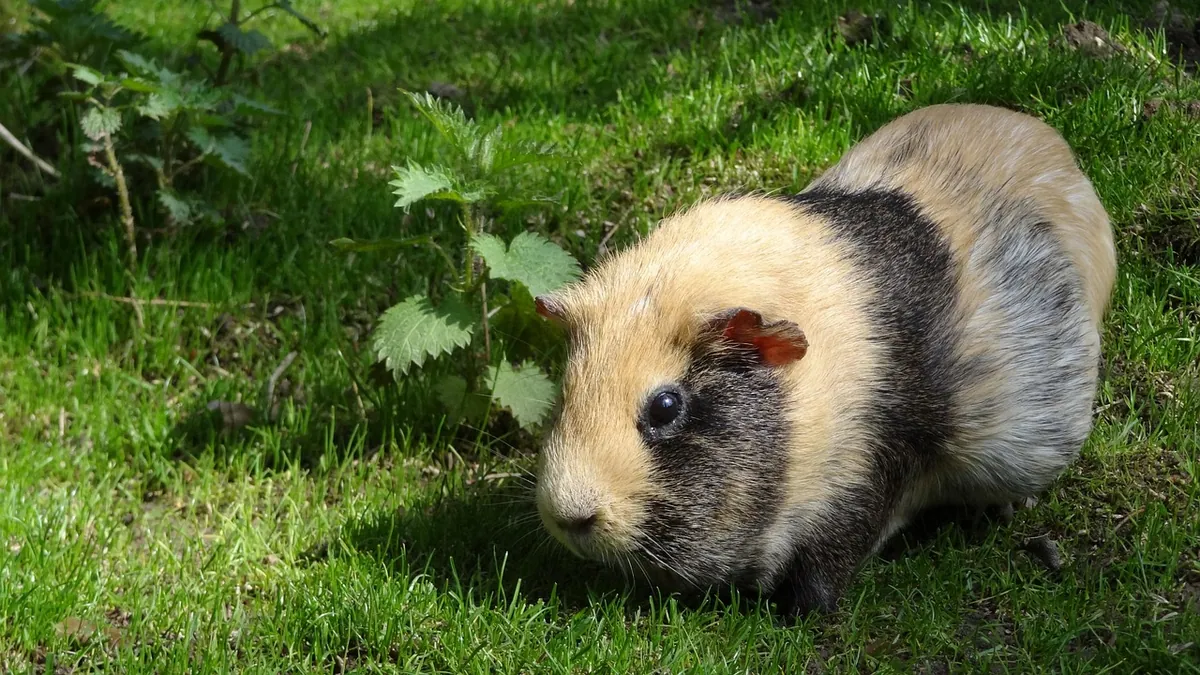 Can Guinea Pigs Eat Kiwi? Fruit Safety and Limits