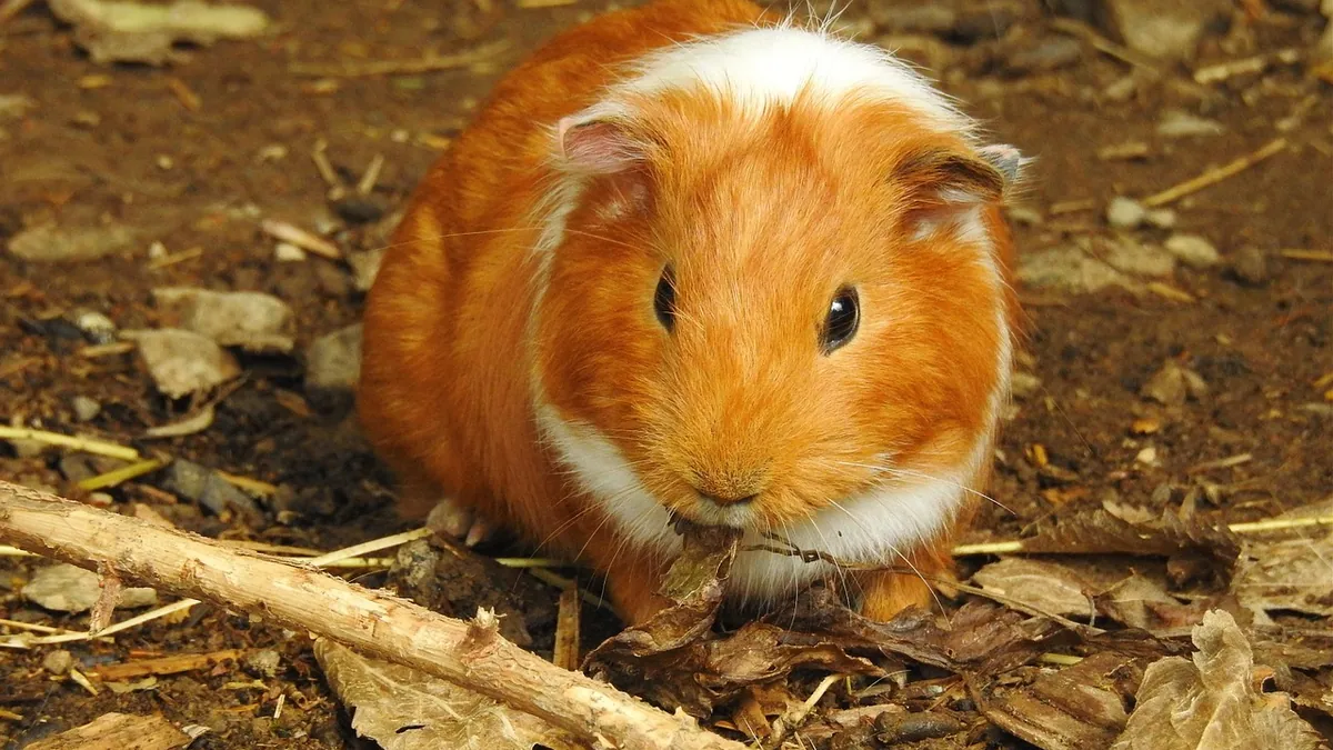 Can Guinea Pigs Eat Oranges? Citrus Safety and Amounts