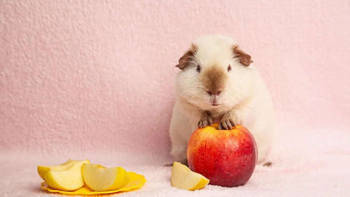 Can Guinea Pigs Eat Peaches? Fresh, White and Flat Types