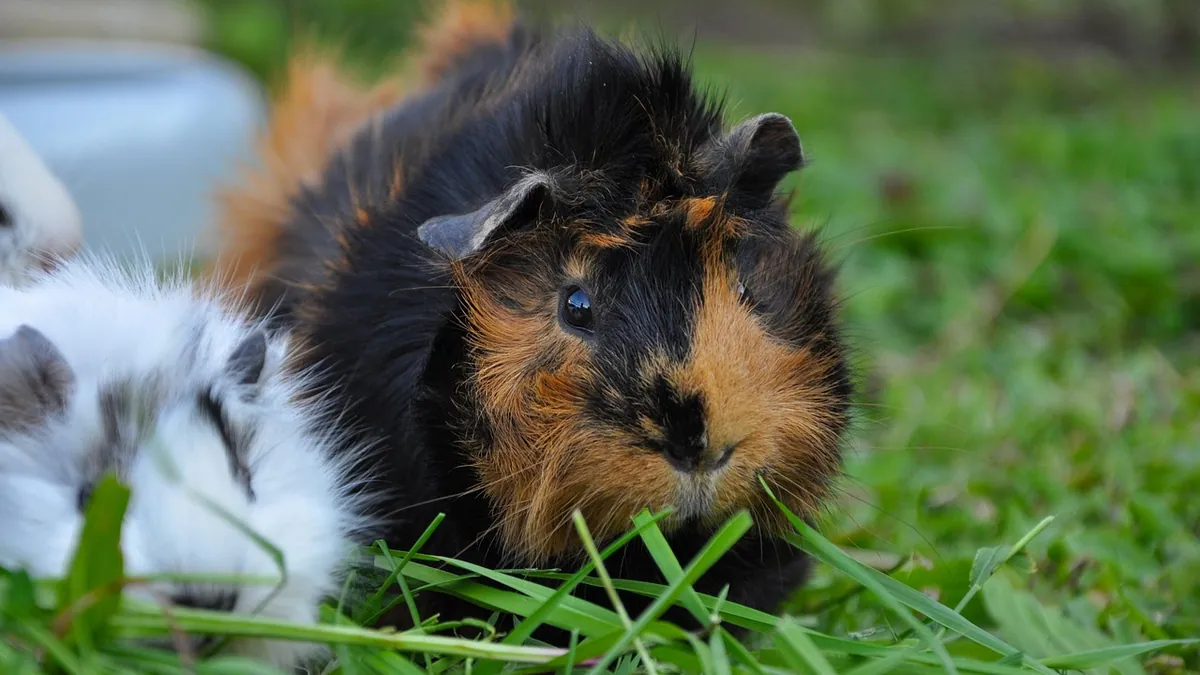 Can Guinea Pigs Eat Strawberries? Seeds and Serving Limits