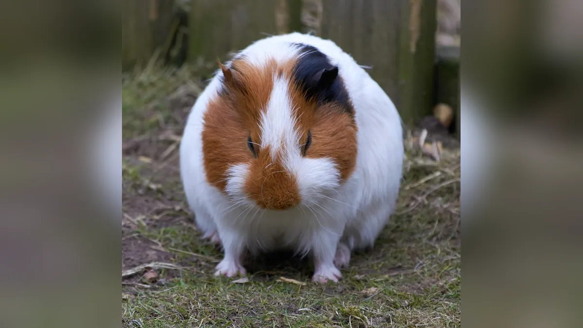 Can Guinea Pigs Eat Watermelon and Melon?